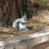 PICTURES/Bandelier & Albert Squirrel/t_Abert Squirrel3.jpg